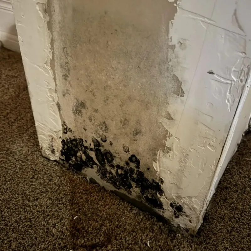 Professional Mold Removal in Cypress, CA